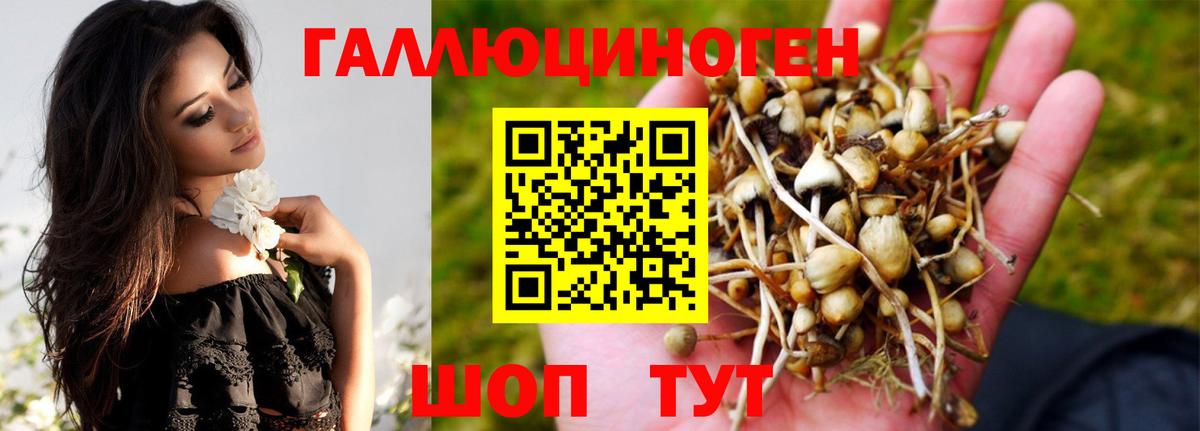 Галлюциногенные грибы Psilocybe  Вход с VPN  Торжок 